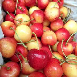 Remarkable Orchard Stardust™ Cherry