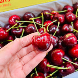 Tasmanian Jumbo Reid Santina Red Cherry