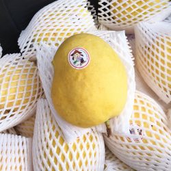 Myanmar Sein Ta lone Mango