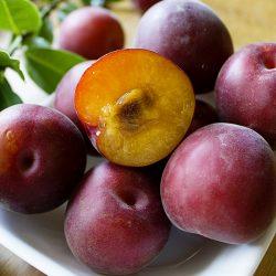 black-velvet-apricot-cut