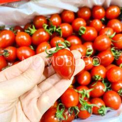 China Ling Long Cherry Tomato