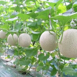 Fuji Muskmelon — MomoBud