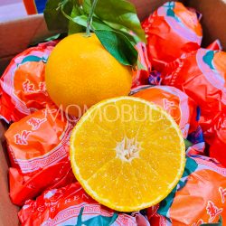 China Xi Dong Hong Red Beauty Orange (Hong Mei Ren) cross section