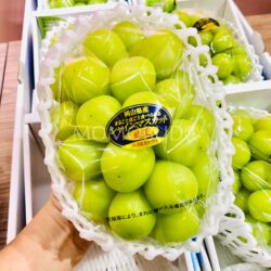 Hareo Shine Musct Grapes Gift Box 800g and above 1 Hareo Shine Musct Grapes Gift Box 800g and above 1