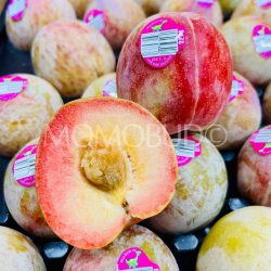 Dino brand® Autumn Honey Pluot cross section Dino brand® Autumn Honey Pluot cross section