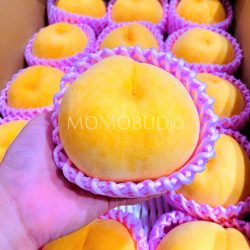Japanese OugonBijin Golden Peach Japanese OugonBijin Golden Peach