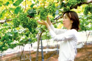 Shine Muscat Grapes Farm
