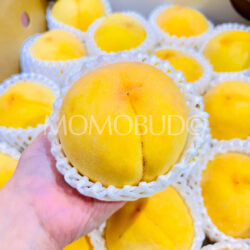 Japanese Nagano Marron Golden Peach Japanese Nagano Marron Golden Peach