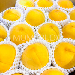 Japanese Nagano Marron Golden Peaches Japanese Nagano Marron Golden Peaches