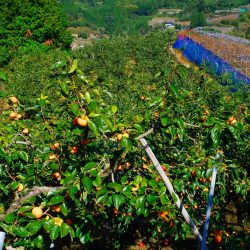 Persimmon Farm