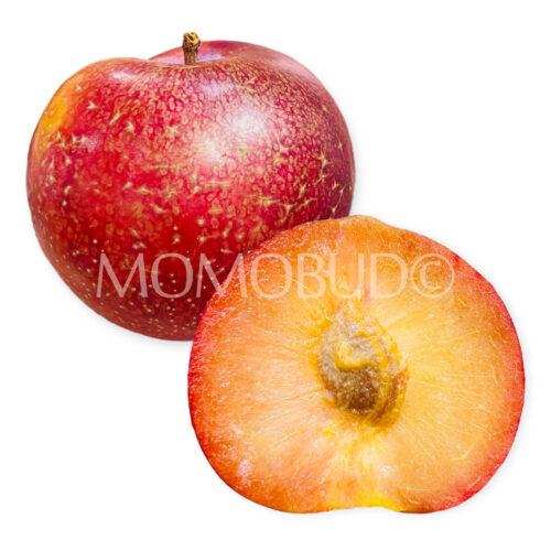 USA Ruby Sugar Plum