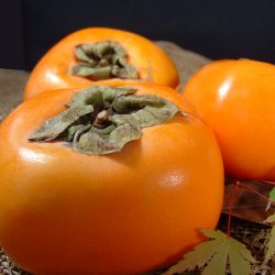 Persimmon