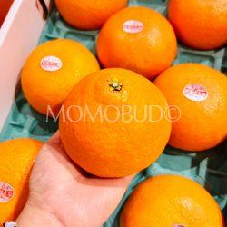 Japanese Ehime Benimadonna Orange (Orange Box)