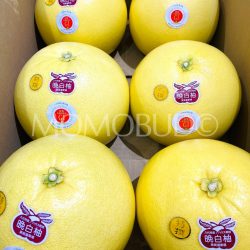 Japanese Kumamoto Banpeiyu (Pomelos)