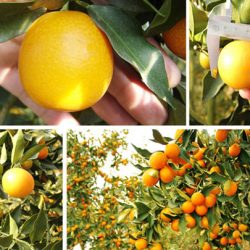Kumquat Fruit Farm