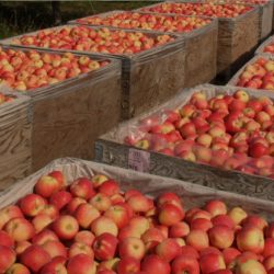 Harvesting Fuji fruit