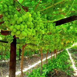 Sweet Globe Green Seedless Grapes Farm