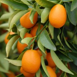 Fresh Kumquats Tree Fresh Kumquats Tree