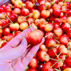 California Pride Pack Rainier Cherry
