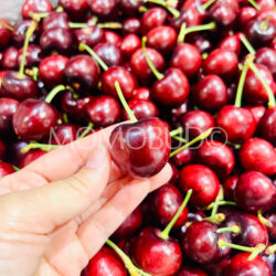 California Royal Lynn Red Cherry California Royal Lynn Red Cherry