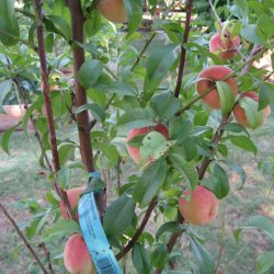 White Peach Tree