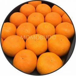 Taiyo no Kyoku Arida Mikan closeup