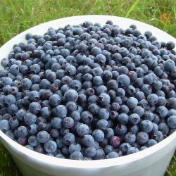 Basket of Blueberry