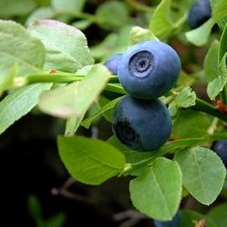 Blueberry plantation