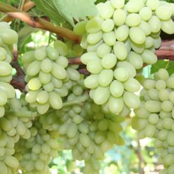 Green Seedless Grapes tree