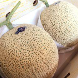 Shizuoka Isami Hothouse Muskmelon