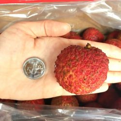 Seedless Lychee size comparison