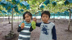 Shine Muscat Farm