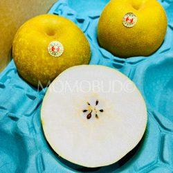Japanese Saga Kousui Pear cross section