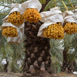 Fresh-Barhi Dates Tree