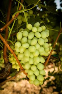 Great Green Grapes