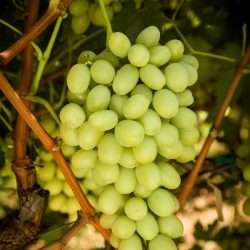 Great Green Grapes