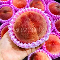 Japanese Ichinomiya Black Premium White Peach Japanese Ichinomiya Black Premium White Peach