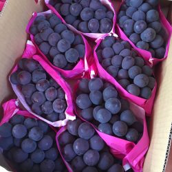 Japanese Kyoho Seedless Grapes closeup