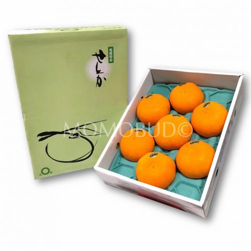 Japanese Setoka Mandarin Orange Gift Box 2