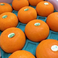 Setoka Mandarin Orange