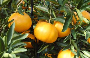 Setoka Mandarin Orange Tree