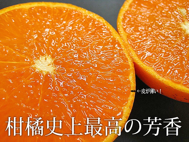 Japanese Setoka Mandarin Orange Gift Box — MomoBud