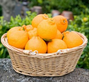 Fresh Hallabong Orange