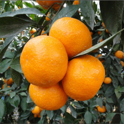 Jeju Red Hyang Orange Tree