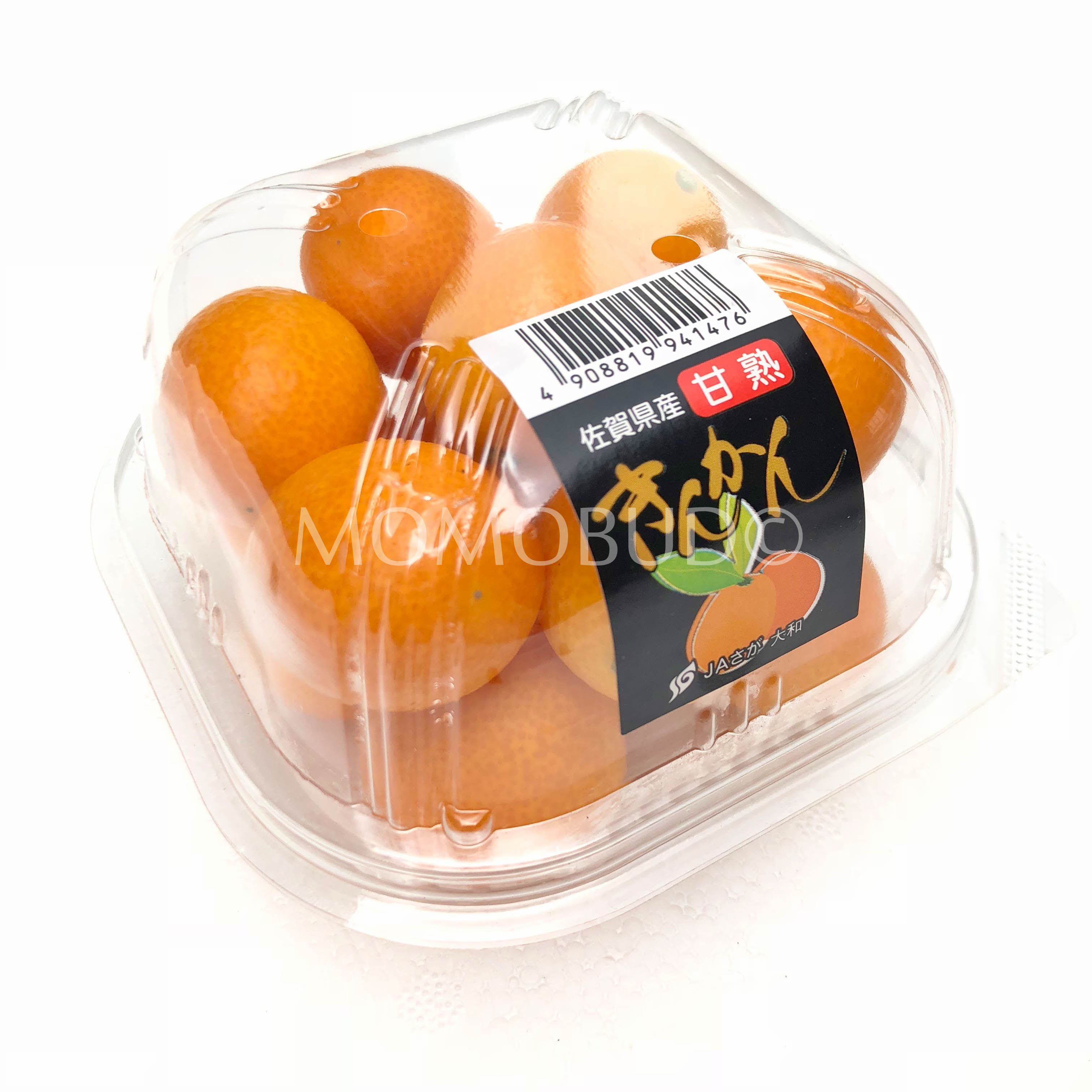 Japanese Yamato Kinkan (Kumquat) — MomoBud