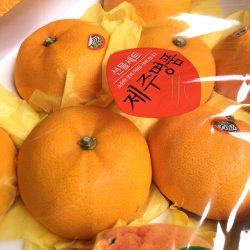 Jeju Cheonhyehyang Mandarin Orange
