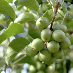 Kiwiberry tree