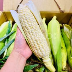 Japanese Aichi White Corn peeled