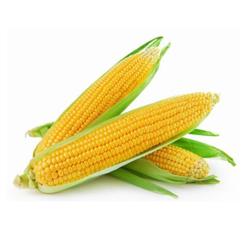 Japanese Gold Rush Corn Japanese Gold Rush Corn
