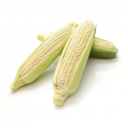 japanese-gold-rush-white-corn